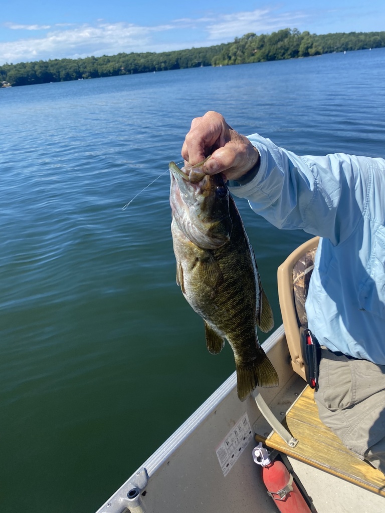 Smallmouth Bass from Wakeby Pond, Mashpee, MA, US on July 7, 2022 at 03 ...