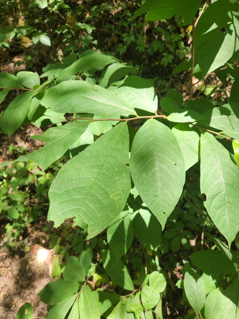 common pawpaw from Conway County, US-AR, US on July 8, 2022 at 12:43 PM ...