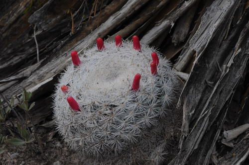 snowball cactus