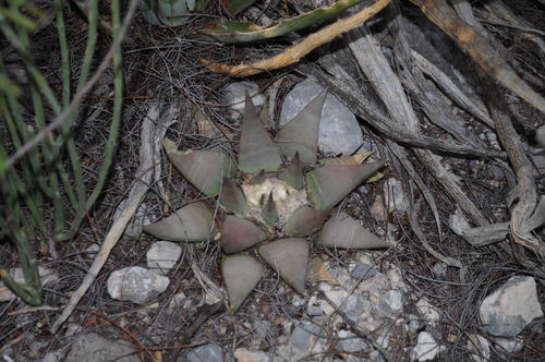 Ariocarpus retusus