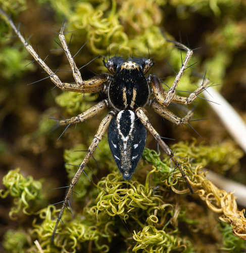 Variegated Lynx Spider