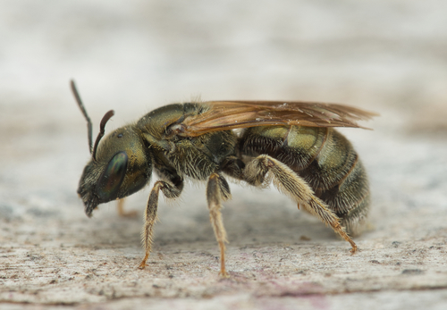 Halictus kessleri