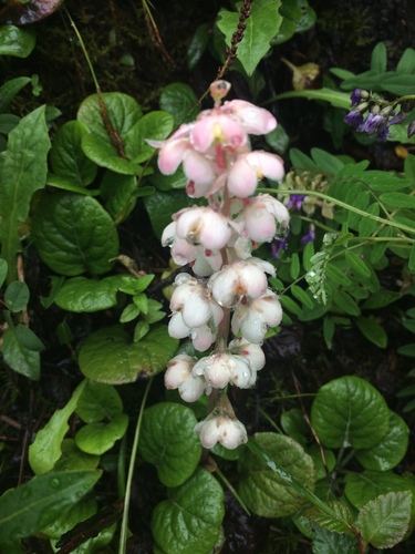 Pyrola calliantha