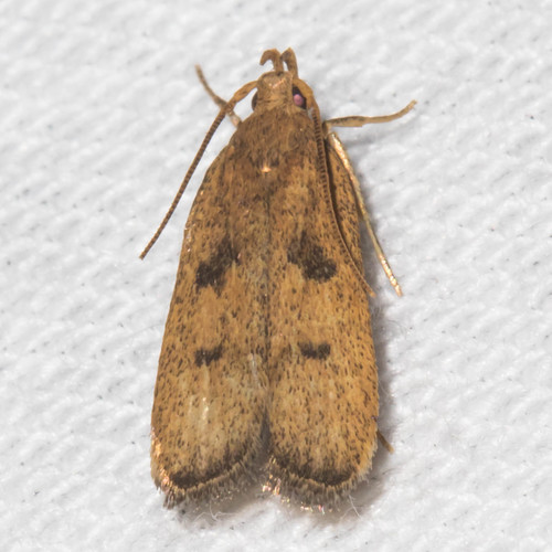 Glyphidocera democratica Meyrick, 1929