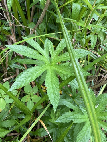 Petit Reine des prés 3