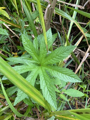 Petit Reine des prés 4