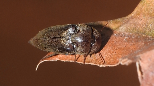Macrotomoxia castanea · iNaturalist
