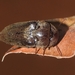 Macrotomoxia castanea - Photo (c) 熊盛志, todos los derechos reservados, subido por 熊盛志