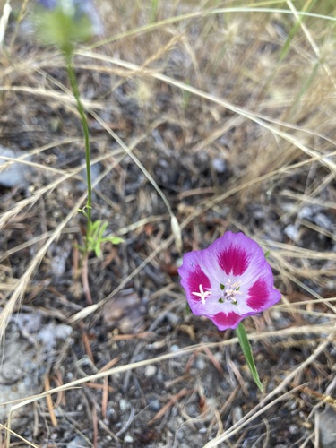 Wild Farewell to Spring