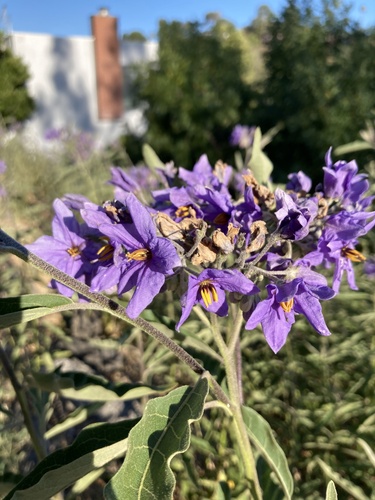 lanceleaf nightshade
