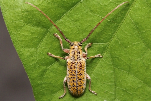 Eupogonius piperita · iNaturalist
