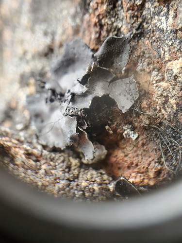 Umbilicaria scholanderi