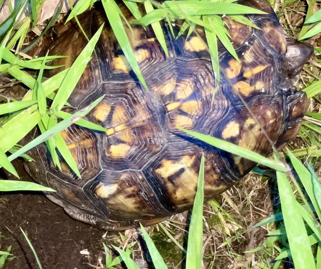 Eastern Box Turtle in July 2022 by Richard Pearlstein · iNaturalist