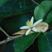 Grewia persicifolia - Photo (c) Valentin Nemia, todos los derechos reservados, subido por Valentin Nemia