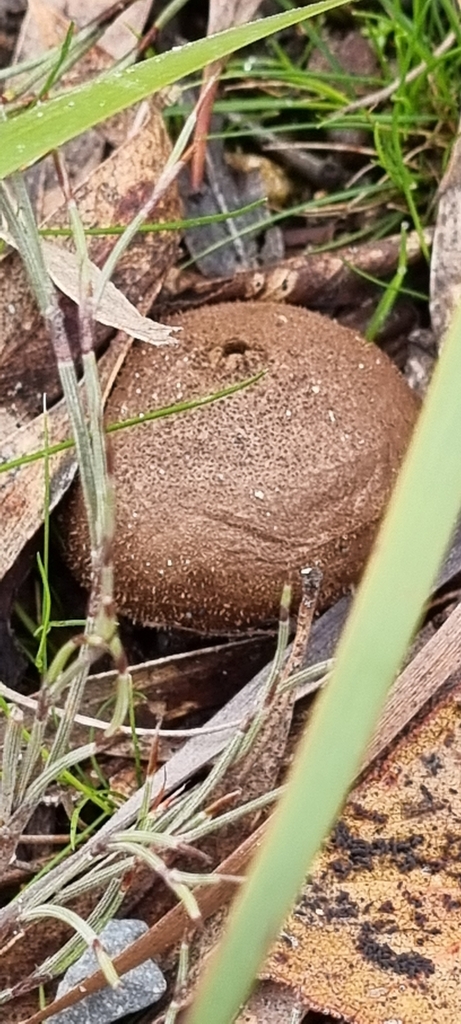 Umber-brown Puffball from Cranbourne VIC 3977, Australia on July 9 ...