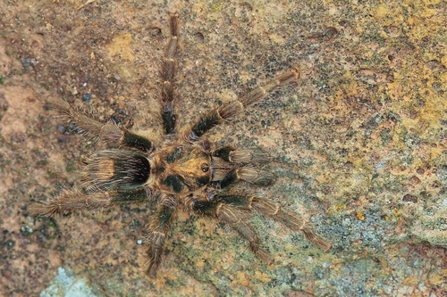 Bonnetina aviae