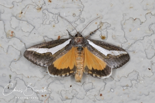 staghorn cholla moth