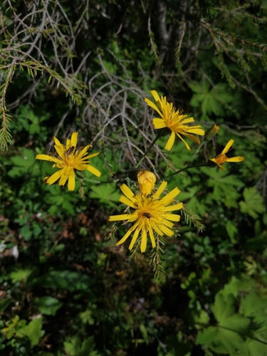 Marsh Hawk's-beard