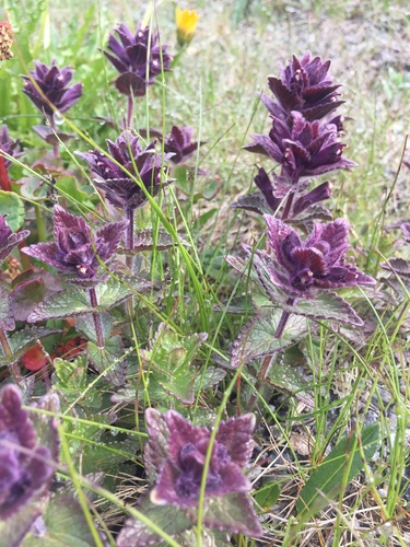Alpine Bartsia