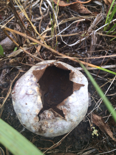 iNaturalist observation photo of puffballs