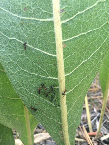 iNaturalist observation photo of Aphids
