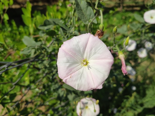 field bindweed