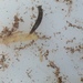 Polycelis felina - Photo (c) rodent, todos los derechos reservados