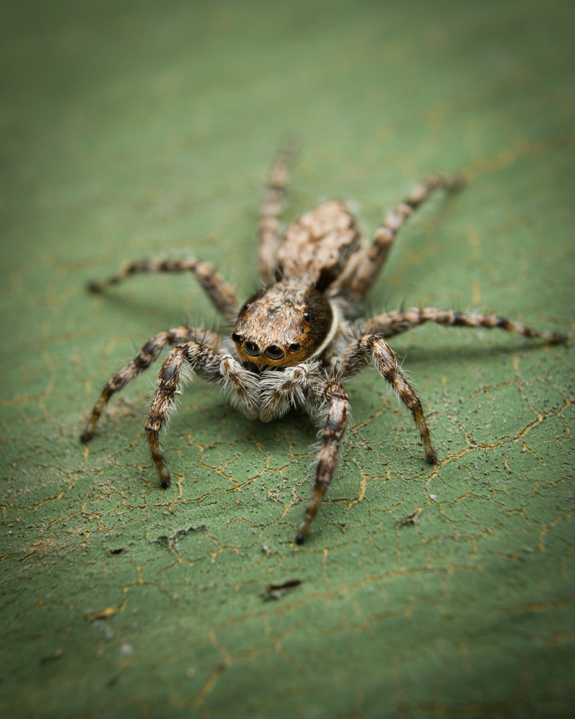 Gray Wall Jumping Spider From Sarapiqu By Emmanuel Hern Ndez INaturalist   Large 