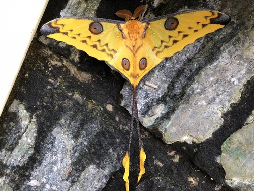Madagascan Moon Moth