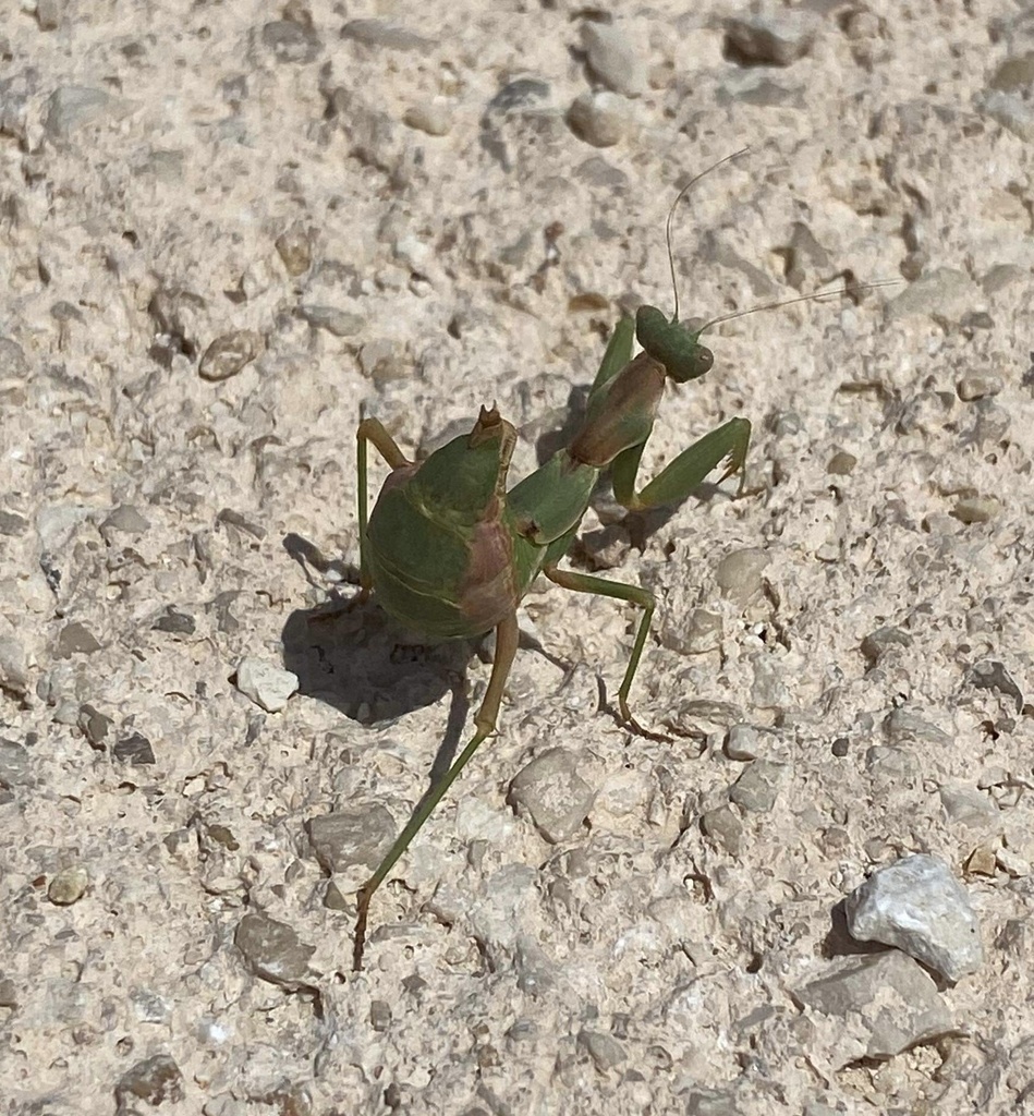 European Dwarf Mantis from Parco delle Murgia Materana, Matera ...