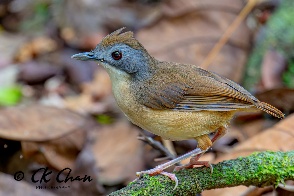 Short-tailed Babbler photo