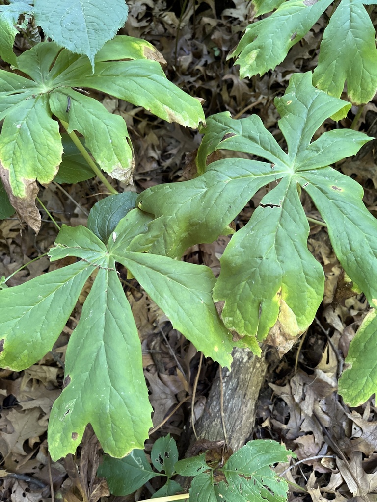 mayapple from Sunset Hill Farm County Park, Valparaiso, IN, US on July ...