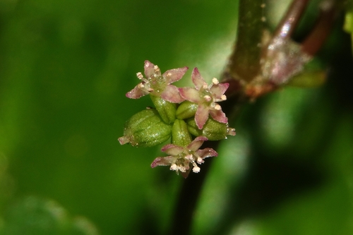 Sibthorp's Pennywort