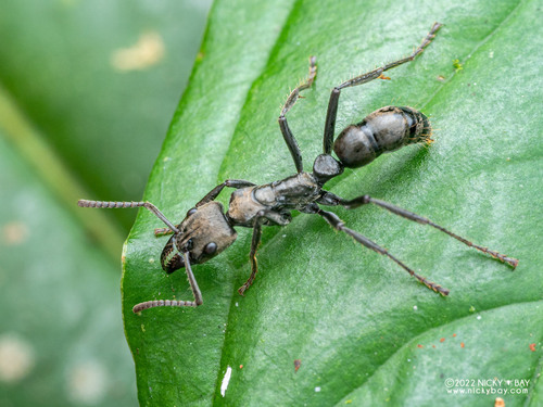瘴新猛蚁Neoponera foetida