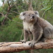 Koala - Photo (c) Aidan, all rights reserved, uploaded by Aidan