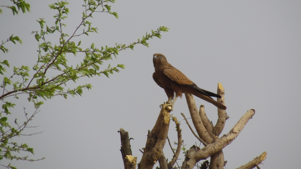 Fox Kestrel From Kaltungo On March 25 2022 At 0309 Pm By Joseph Izang