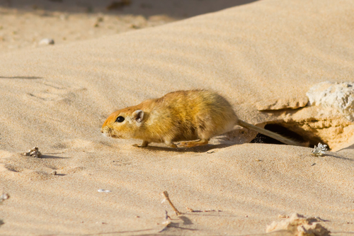 Fat Sand Rat
