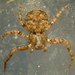 Utah Crab Spider - Photo (c) cheins1, all rights reserved, uploaded by cheins1