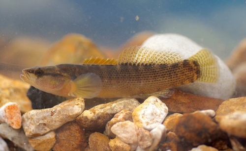 Fantail Darter