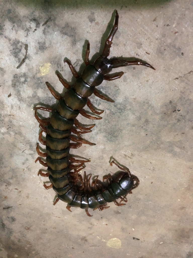 African Giant Centipede from Afadzato South, Volta, GH on July 09, 2022 ...