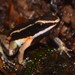 Spotted-thighed Poison Frog - Photo (c) Rainer Deo, all rights reserved, uploaded by Rainer Deo