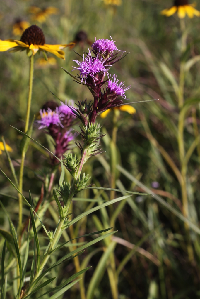 scaly blazing star from Caddo, OK 74729, USA on July 21, 2010 at 06:55 ...