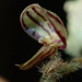 Lepanthes pilosella - Photo (c) Rudy Gelis, todos los derechos reservados, subido por Rudy Gelis