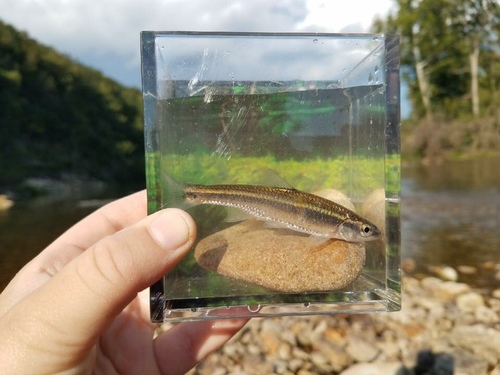 Duskystripe Shiner
