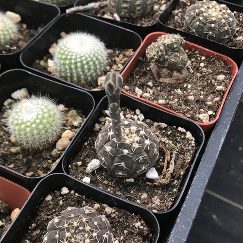 Gymnocalycium ragonesei  iNaturalist