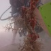 Observation photo