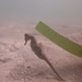 Observation photo
