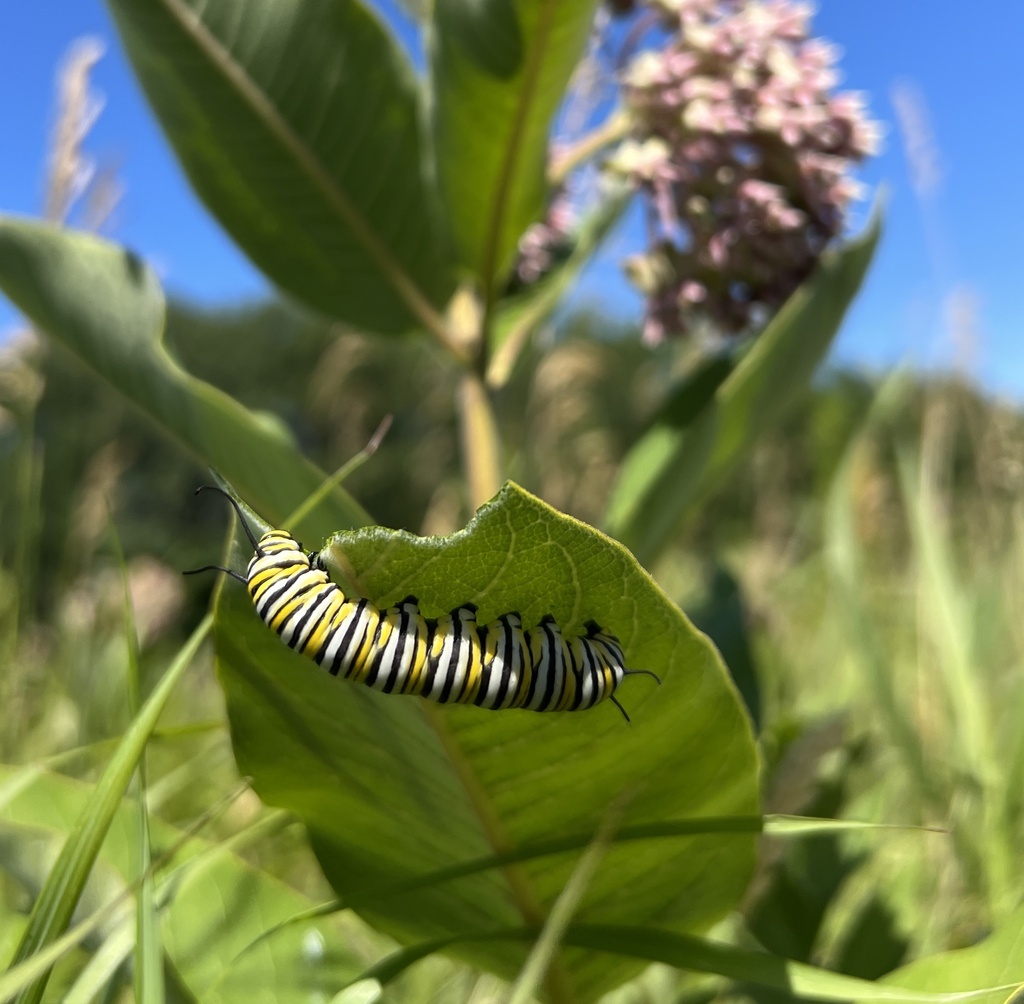 Monarch from New Boston Rd, Norwich, VT, US on July 09, 2022 at 0253