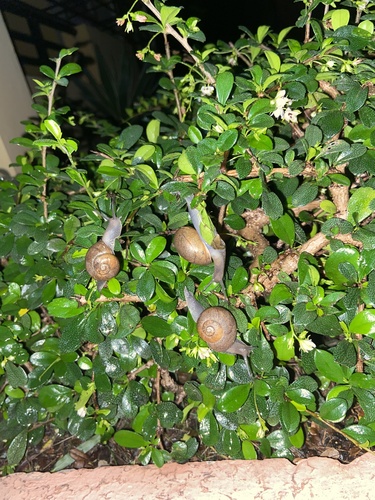 Cuban Brown Snail