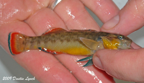 Blue River Orangebelly Darter